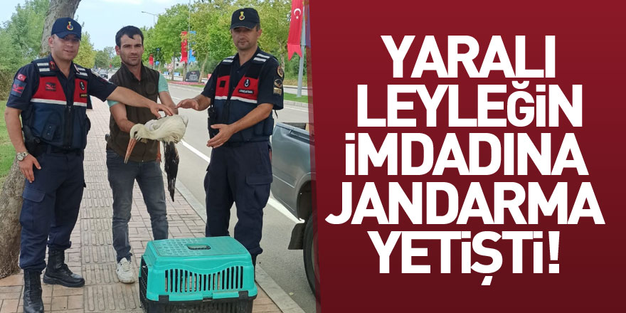 Yaralı leyleğin imdadına jandarma yetişti!