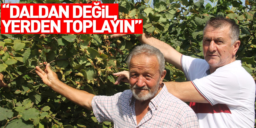 “Daldan değil, yerden toplayın”