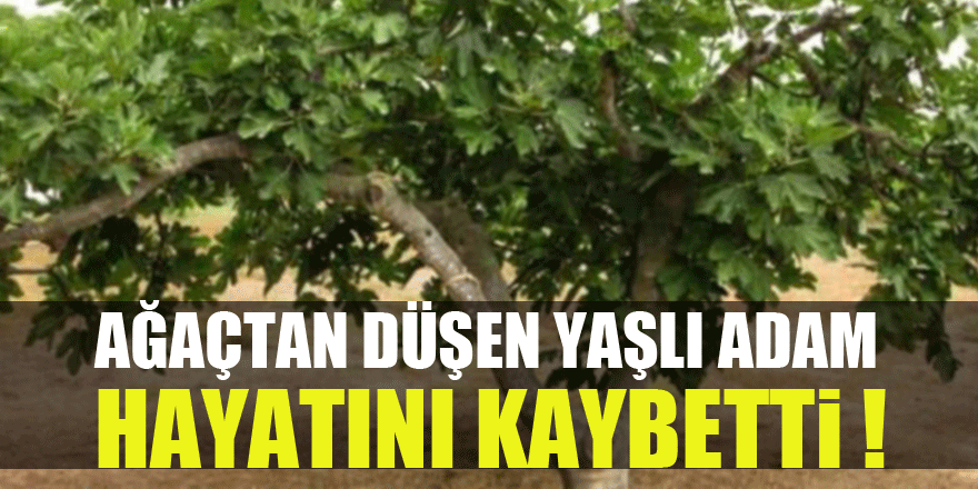 Ağaçtan düşen yaşlı adam hayatını kaybetti