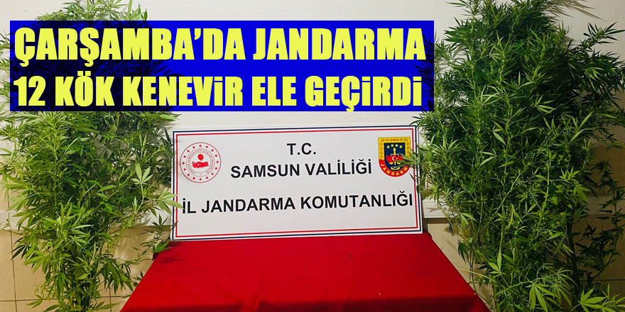 Jandarma 12 kök kenevir ele geçirdi: 1 gözaltı