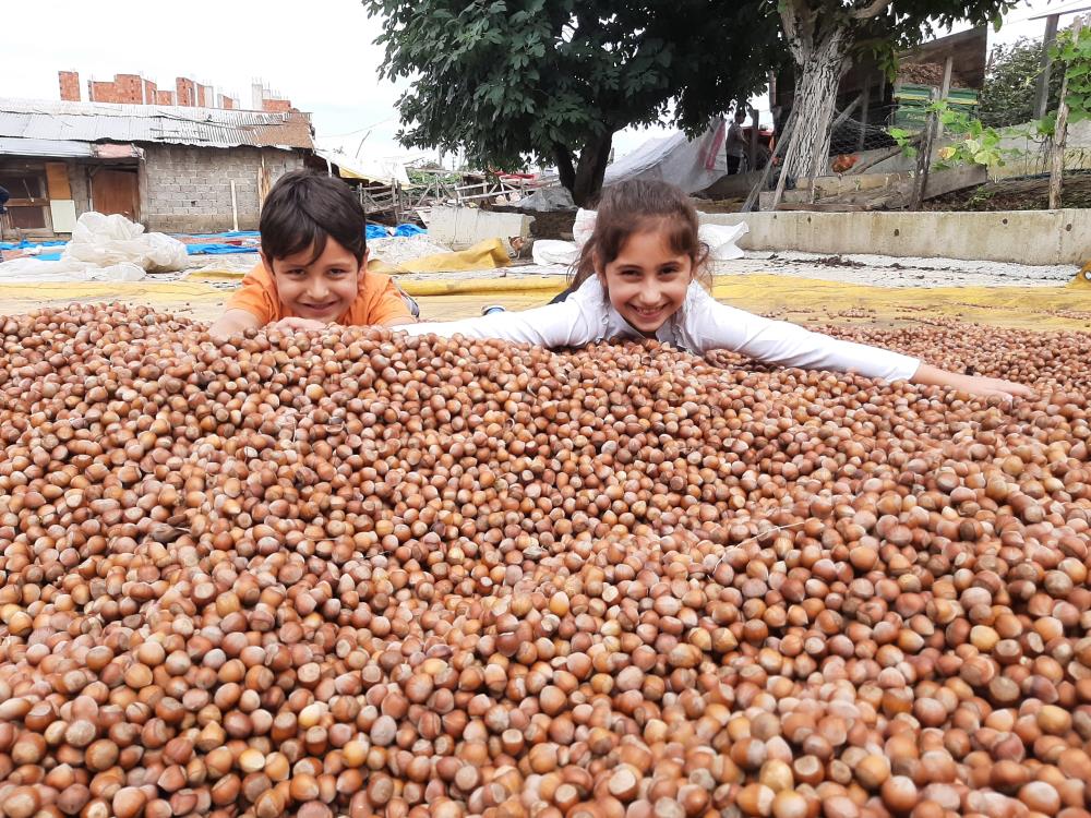 Tekkeköy’de fındık patozda