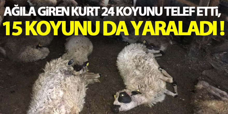 Ağıla giren kurt 24 koyunu telef etti, 15 koyunu da yaraladı