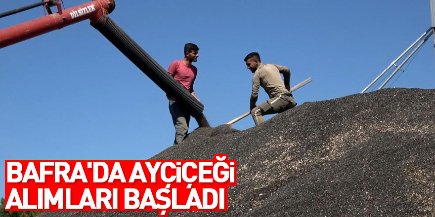 Bafra'da ayçiçeği alımları başladı