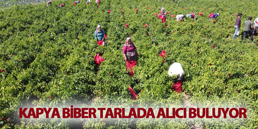 Kapya biber tarlada alıcı buluyor