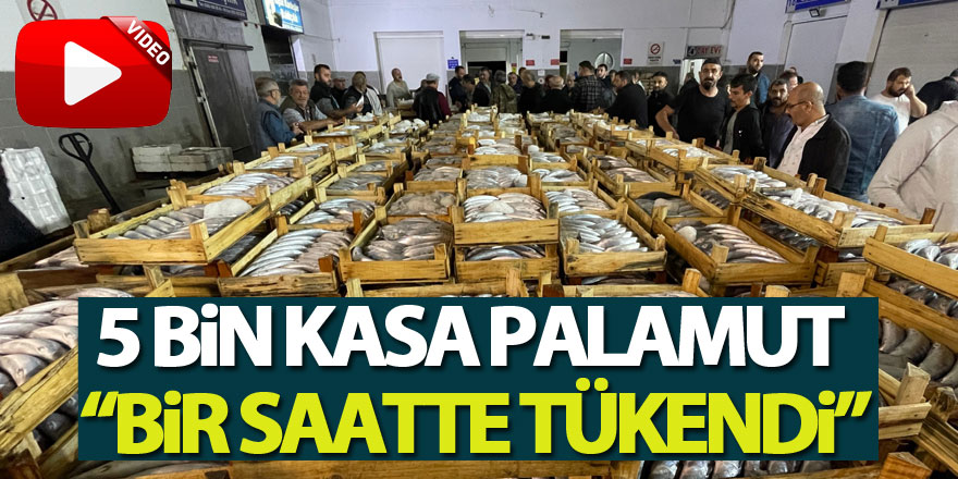 Samsun'da balık haline gelen 5 bin kasa palamut bir saatte tükendi