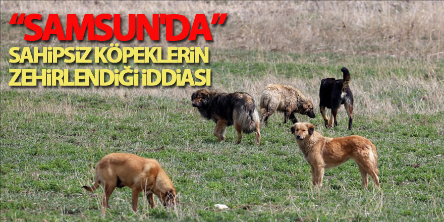 Samsun'da sahipsiz köpeklerin zehirlendiği iddiası