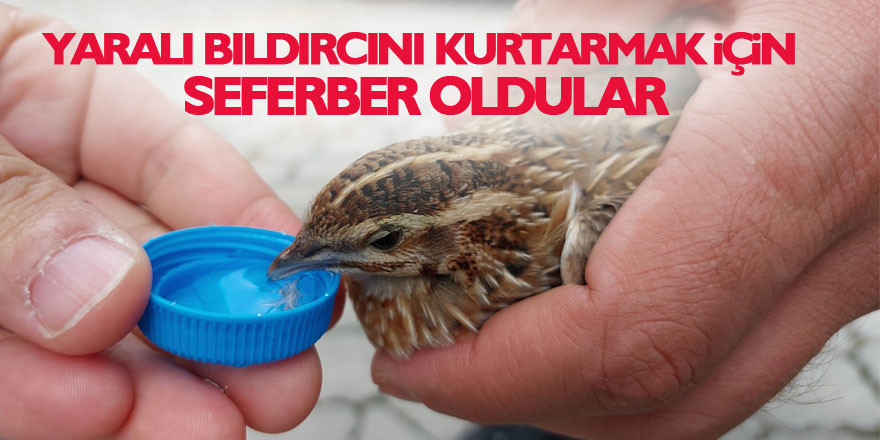 Çevik kuvvet polisi yaralı bıldırcın için seferber oldu