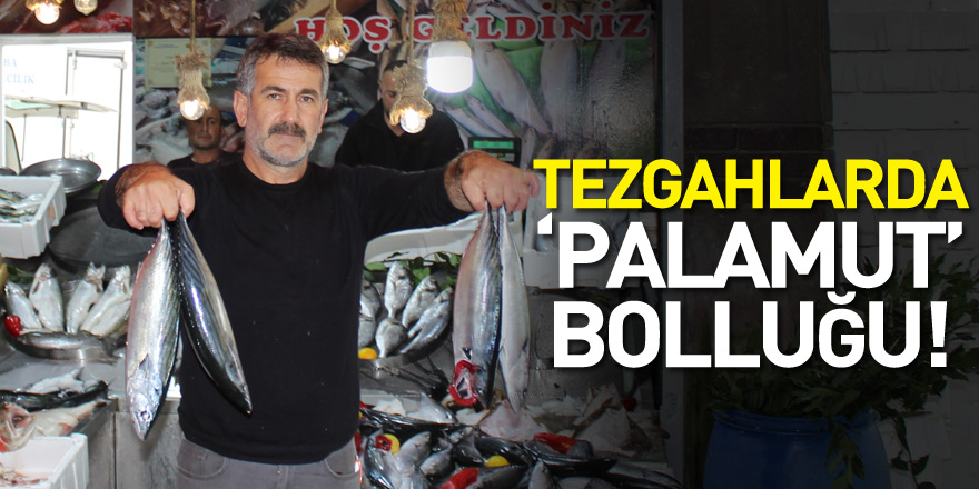 Tezgahlarda ‘Palamut’ bolluğu!