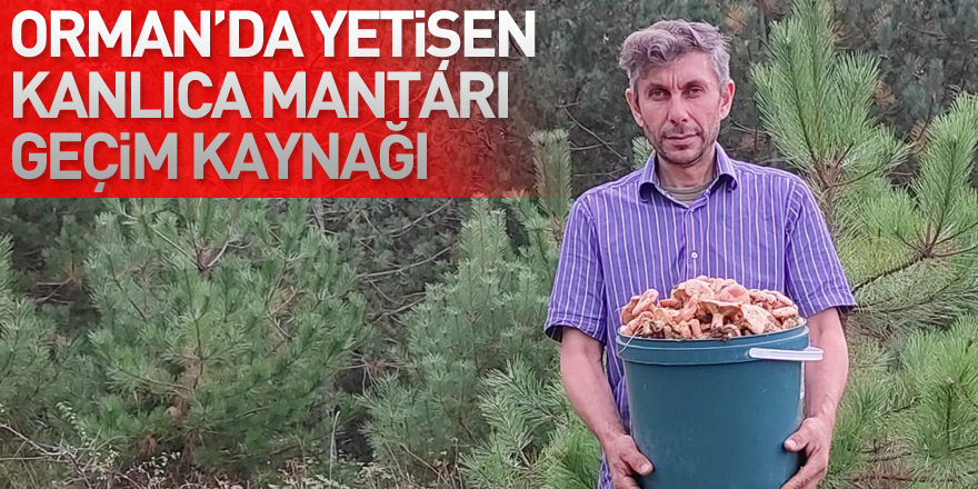 Ormanlık alanda yetişen kanlıca mantarı vatandaşların geçim kaynağı oldu