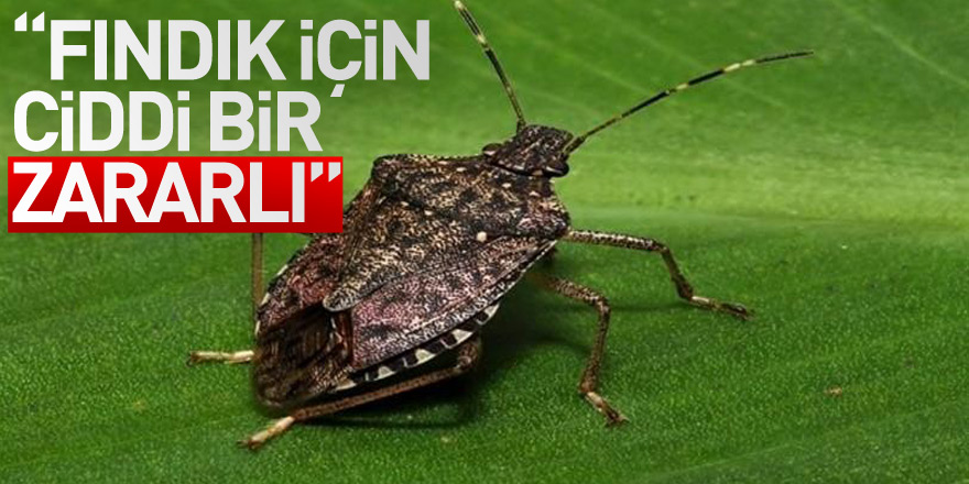 “Fındık için ciddi bir zararlı”