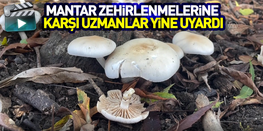 Mantar zehirlenmelerine karşı uzmanlar yine uyardı