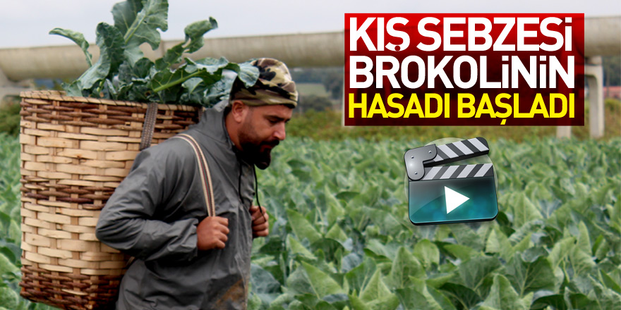 Kış sebzesi brokolinin hasadı başladı