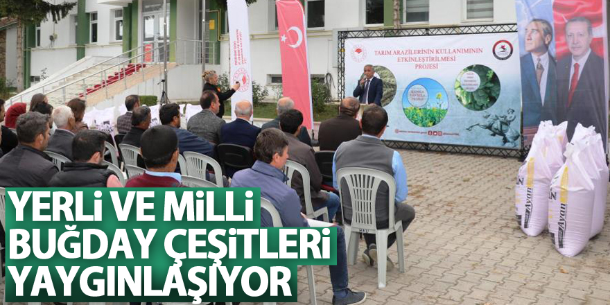 Samsun’da yerli ve milli buğday çeşitleri yaygınlaşıyor