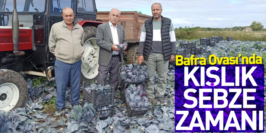 Bafra Ovası’nda kışlık sebze zamanı