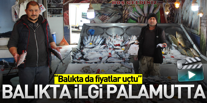 Balıkta ilgi Palamutta