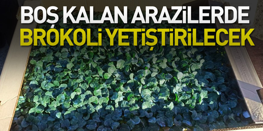 Çeltikten sonra boş kalan tarım alanlarında brokoli yetiştirilecek