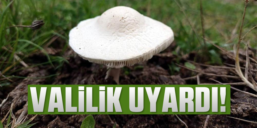 Mantardan zehirlenmeler arttı, valilik uyardı