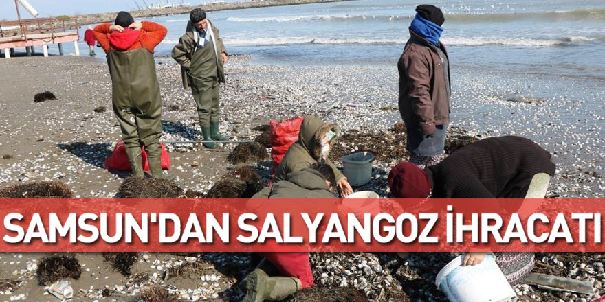 Samsun'dan salyangoz ihracatı