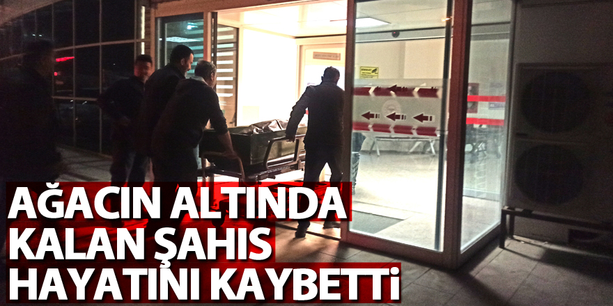 Ağacın altında kalan şahıs hayatını kaybetti