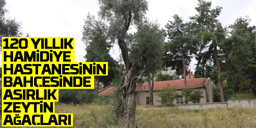 120 yıllık Hamidiye Hastanesinin bahçesinde asırlık zeytin ağaçları