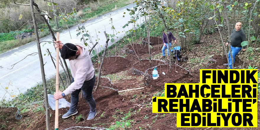 Fındık bahçeleri ‘rehabilite’ ediliyor