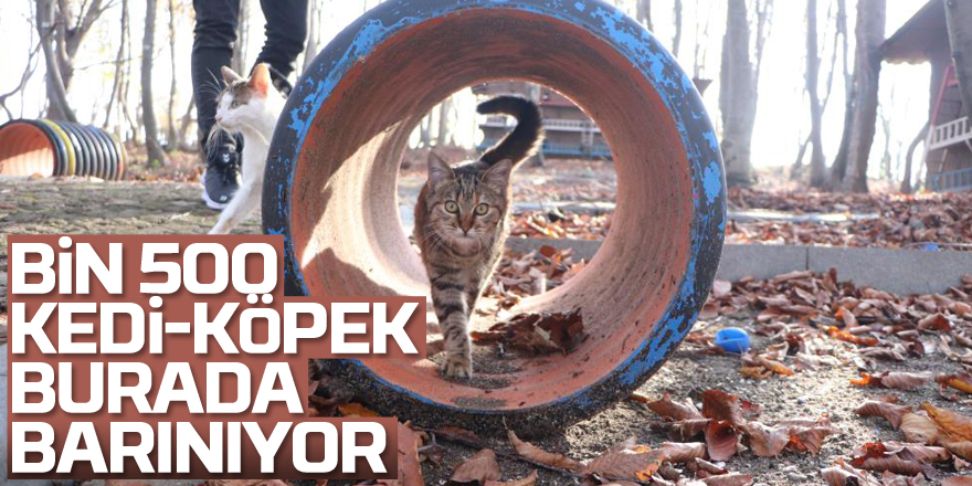 Bin 500 kedi-köpek burada barınıyor