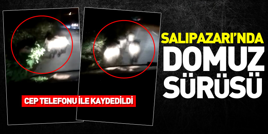 Salıpazarı’nda Domuz Sürüsü Görüntülendi