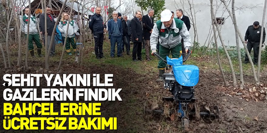 şehit yakını ile gazilerin fındık bahçelerinin bakımı ücretsiz yapılacak