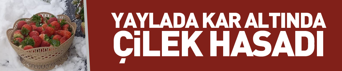 Yaylada kar altında çilek hasadı