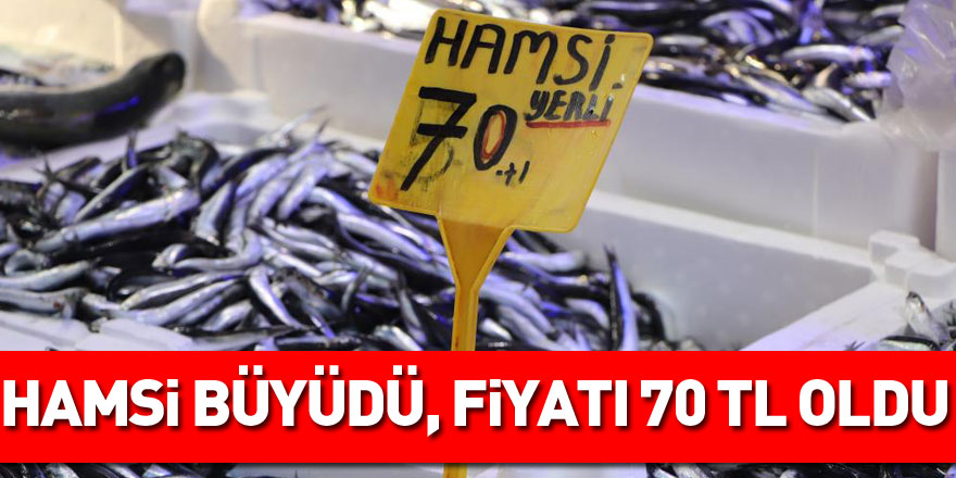 Hamsi büyüdü, fiyatı 70 TL oldu