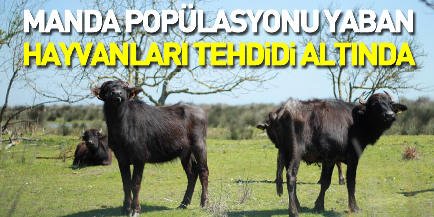 Deltadaki manda popülasyonu yaban hayvanları tehdidi altında