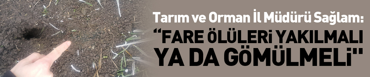 Tarım ve Orman İl Müdürü Sağlam: “Fare ölüleri yakılmalı ya da gömülmeli"