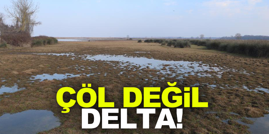 Çöl değil delta