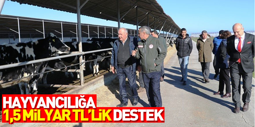 Samsun'da hayvancılığa 1,5 milyar TL’lik destek