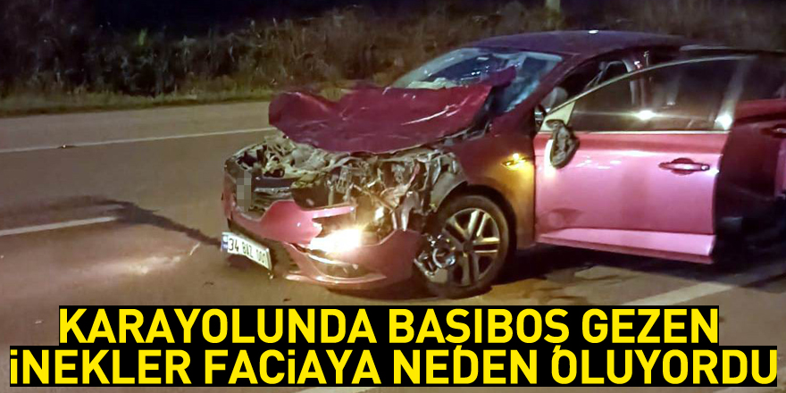 Karayolunda başıboş gezen inekler faciaya neden oluyordu