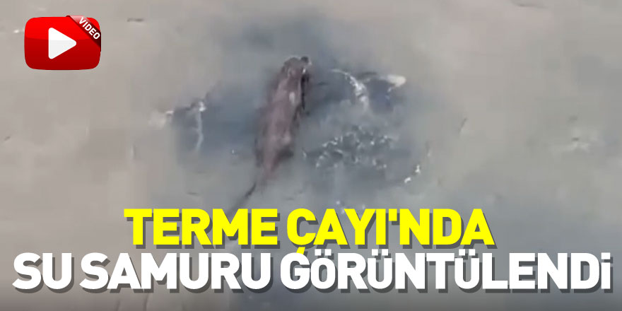 Samsun'da Terme Çayı'nda su samuru görüntülendi