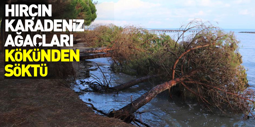 Samsun'da kıyı erozyonu: Hırçın Karadeniz ağaçları kökünden söktü