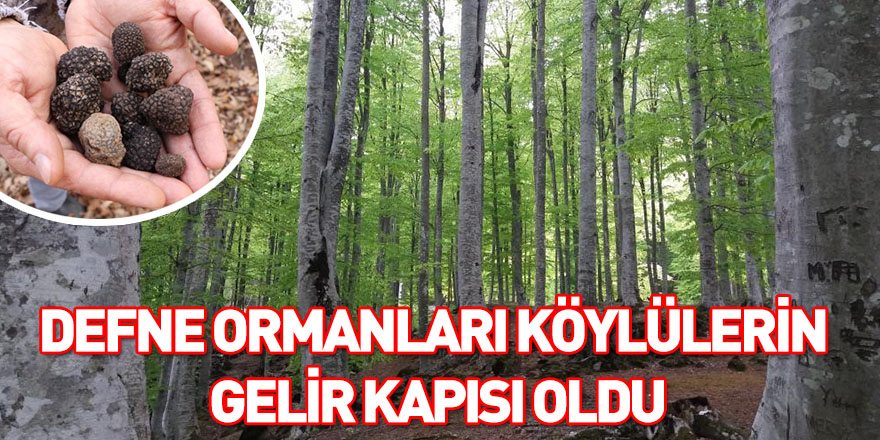 Defne ormanları köylülerin gelir kapısı oldu