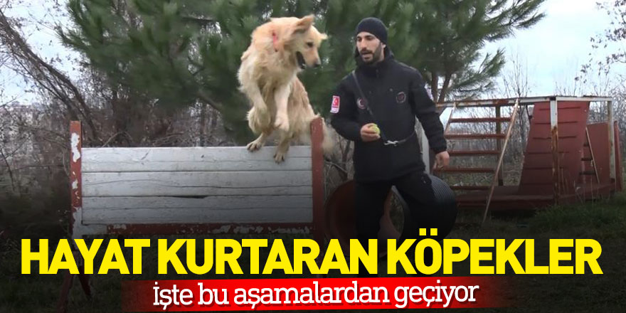 Hayat kurtaran köpekler işte bu aşamalardan geçiyor