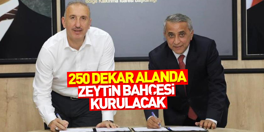 Samsun’da 250 dekar alanda zeytin bahçesi kurulacak