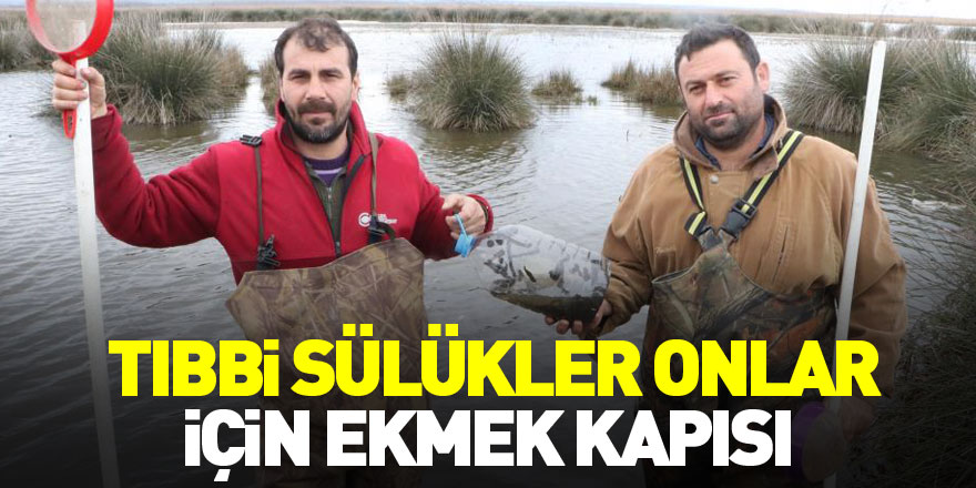 Tıbbi sülükler onlar için ekmek kapısı oluyor