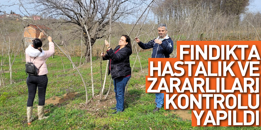 Fındıkta hastalık ve zararlıları kontrolü yapıldı