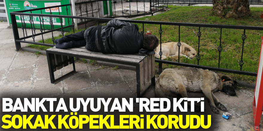 Bankta uyuyan 'Red Kit’i yanına yatan sokak köpekleri korudu