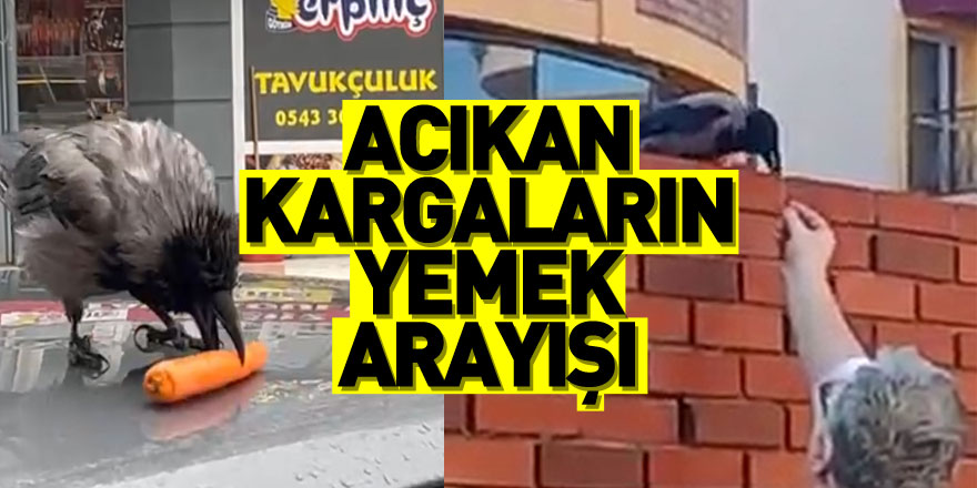 Acıkan kargaların yemek arayışı