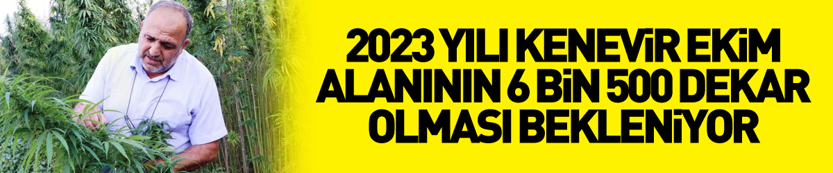 2023 yılı kenevir ekim alanının 6 bin 500 dekar olması bekleniyor