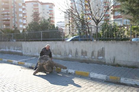 Isınmak için metrelerce kütük yuvarladı!..