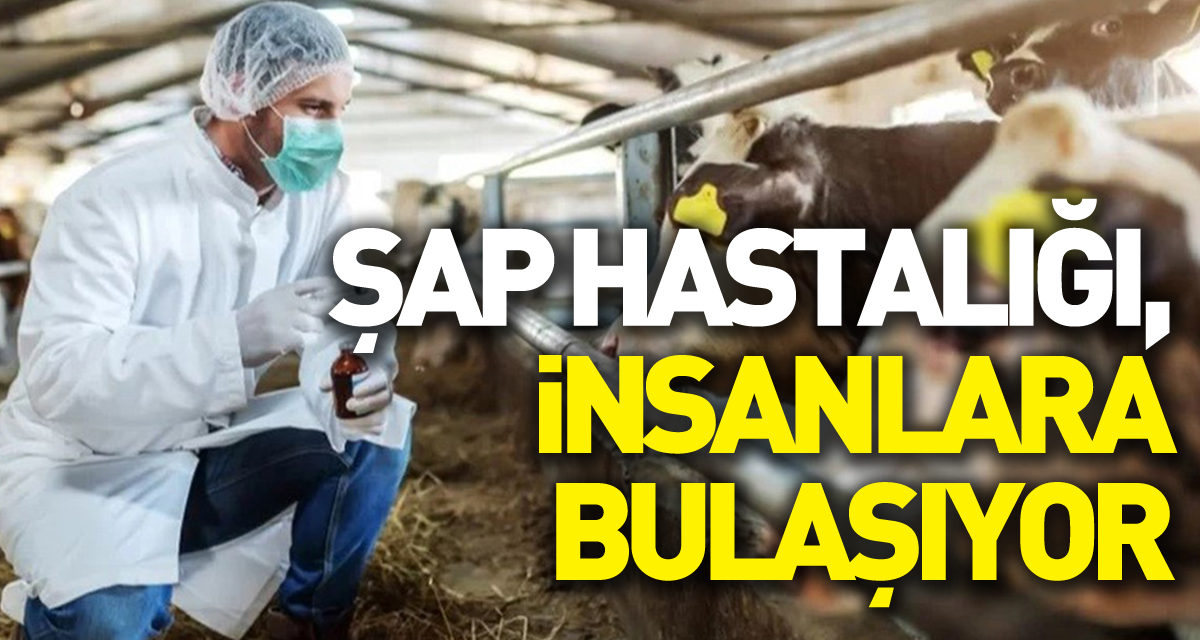 Şap hastalığı, solunum ve temas yoluyla insanlara bulaşıyor