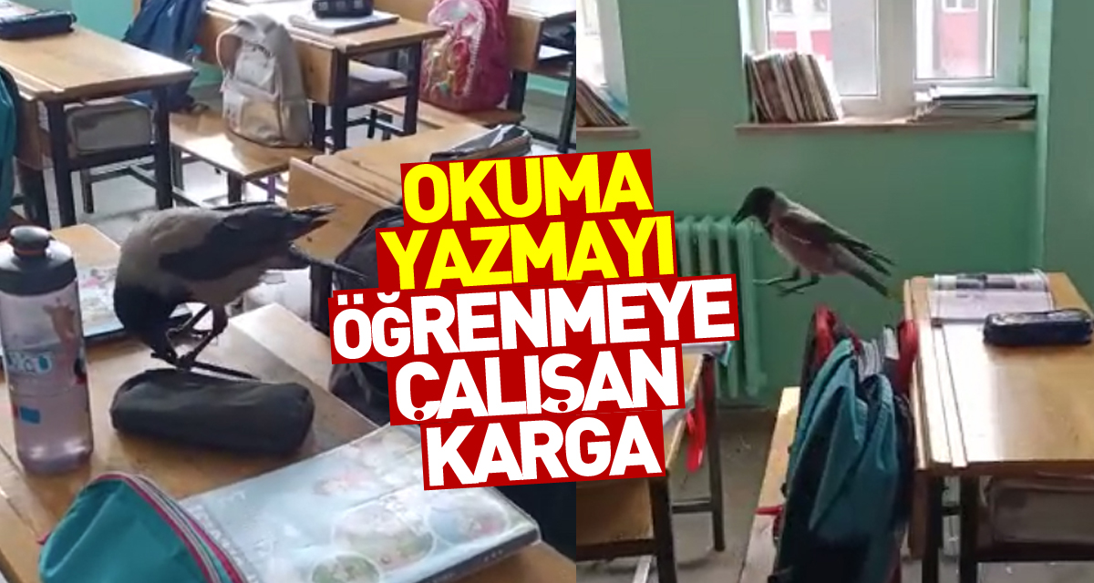 Sınıfa giren karga yemek aradı