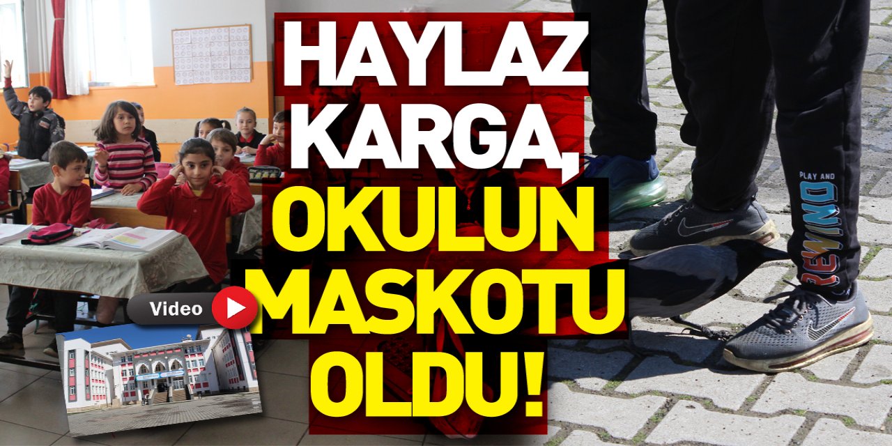 Haylaz karga, okulun maskotu oldu!