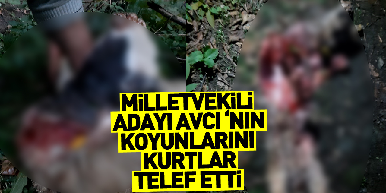 Milletvekili Adayı AVCI ‘nın koyunlarını kurtlar telef etti.